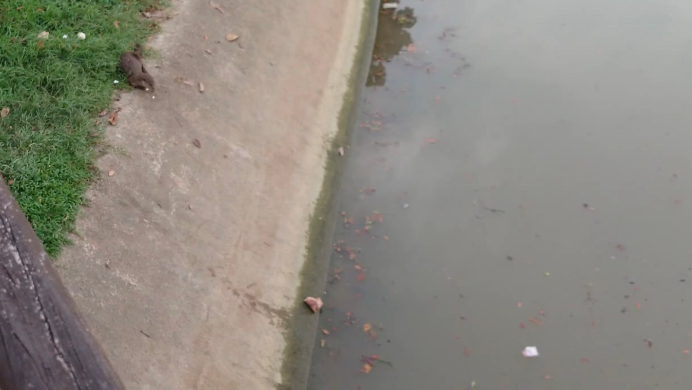 A concerned citizen spotted an otter eating Styrofoam and is calling for action against littering at the Pandan River in Singapore.