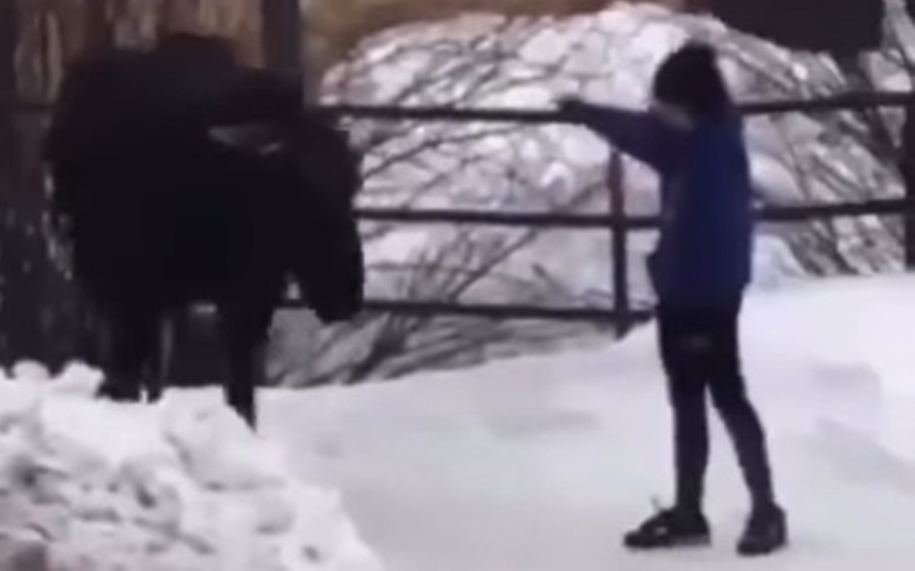 There are few things more unpredictable than a moose — as one tourist in Breckenridge found out the hard way.