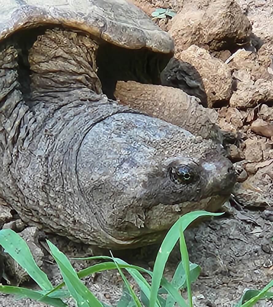 One Reddit user was surprised when a snapping turtle showed up to use their newly made garden bed as a nesting site.