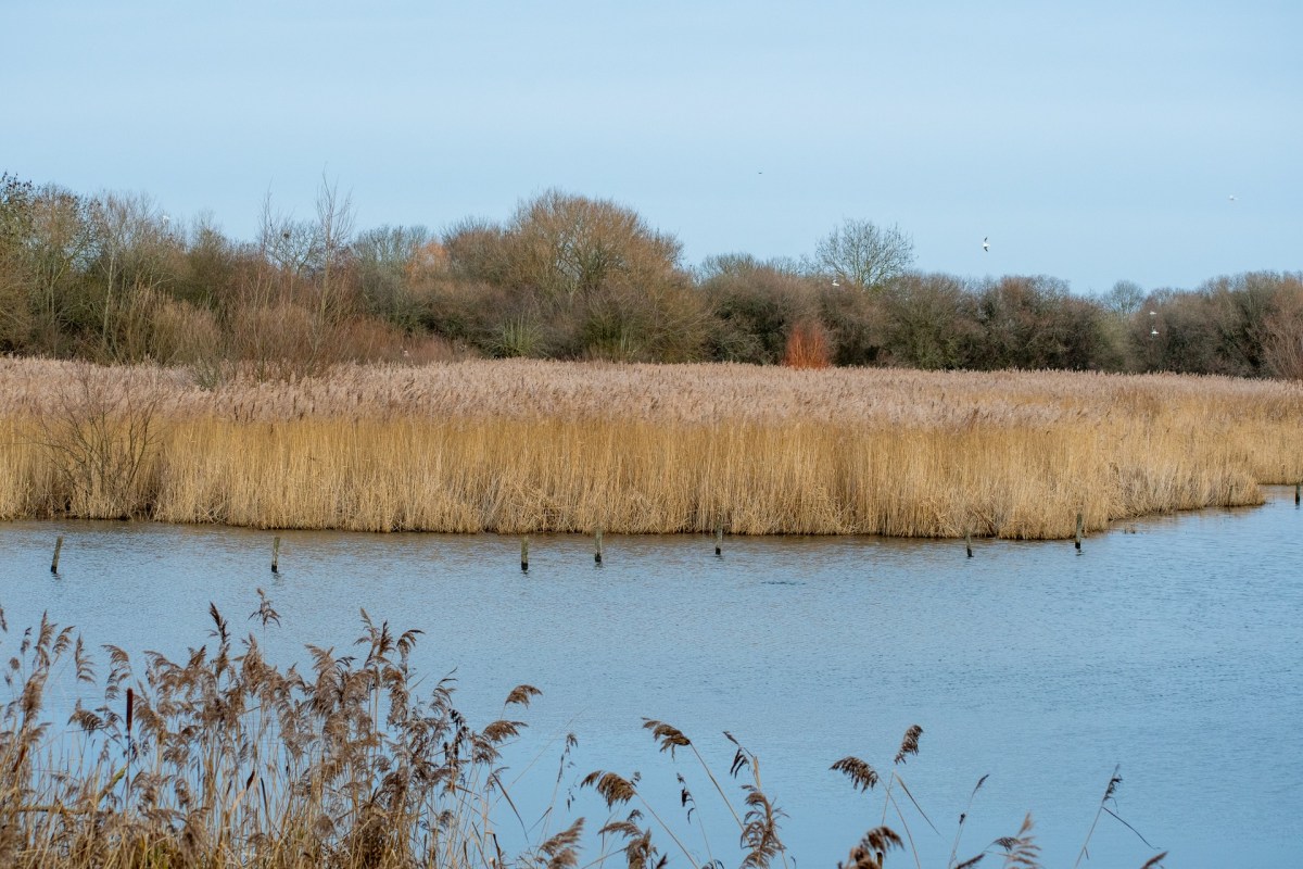 A new conservation area has been created in Wales to protect aquatic plants next to the Montgomery Canal.