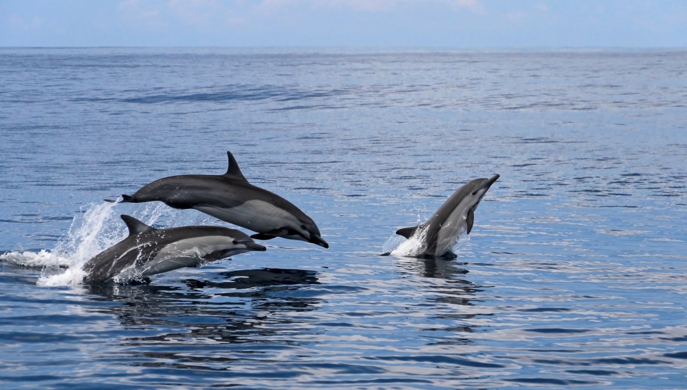 A nearly two-decade study from the University of Hawaiʻi at Mānoa revealed a troubling trend in whale and dolphin strandings: The majority of those animals had suffered some form of natural disease or human-caused trauma.