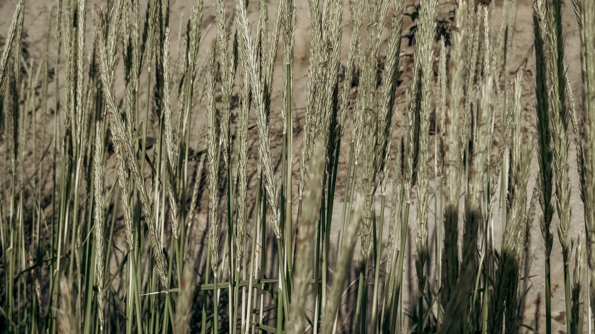 Scientists make game-changing discovery that could help protect food supply: 'Previously unknown'