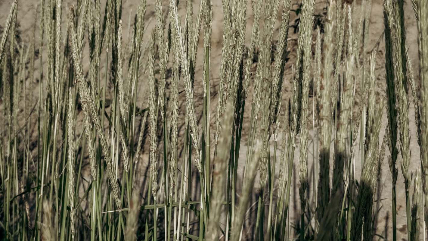 Researchers are looking into how jointed goatgrass could be used to create more durable wheat harvests.