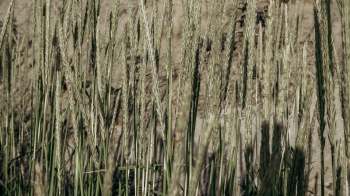 Researchers are looking into how jointed goatgrass could be used to create more durable wheat harvests.