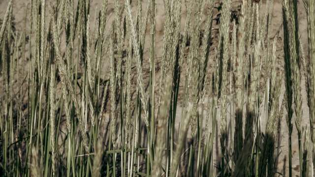 Researchers are looking into how jointed goatgrass could be used to create more durable wheat harvests.
