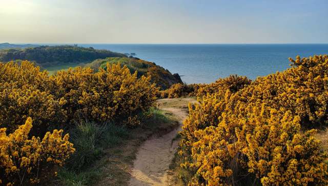 A trail camera has now captured a wild beaver in Norfolk.