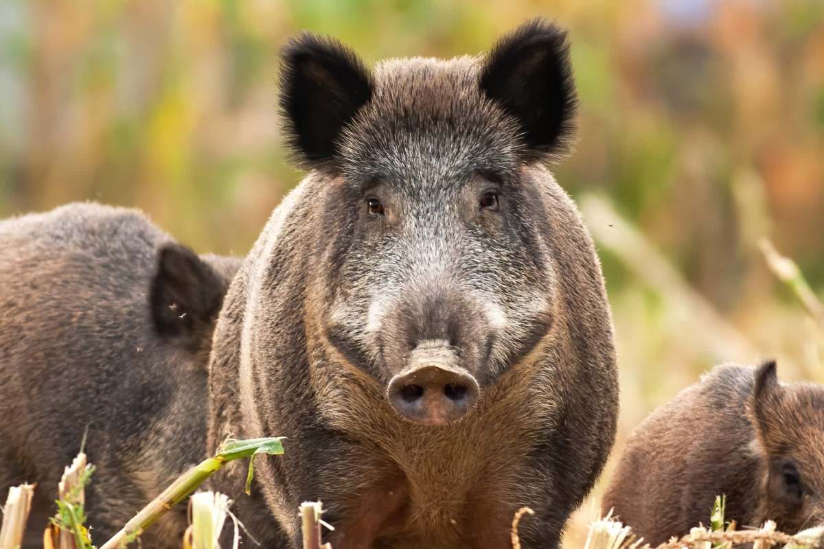One TikTok user revealed a recipe for wild boar chops, explaining how the swine are not native to North America.