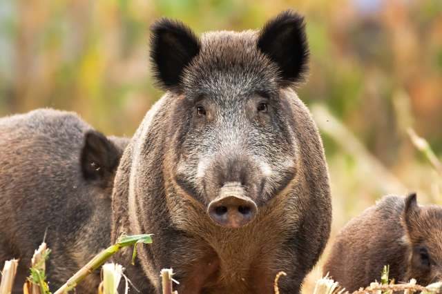 One TikTok user revealed a recipe for wild boar chops, explaining how the swine are not native to North America.