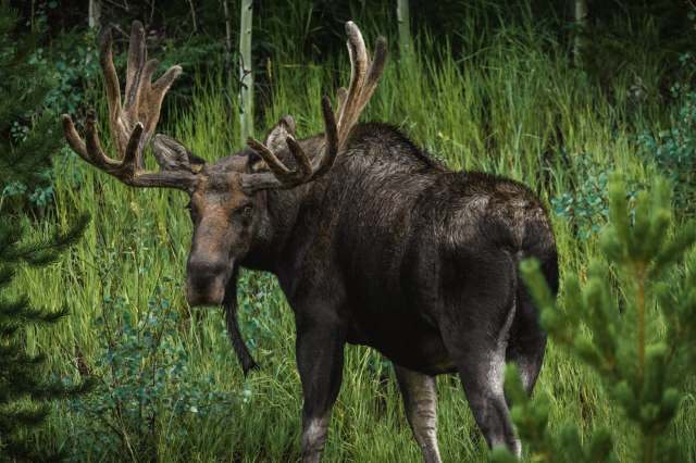 A video shows a foolish snowmobiler attempting to interact with a wild moose — and learning the hard way why one should never do that.
