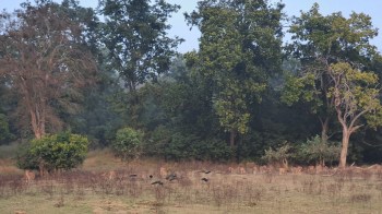 One poacher has been arrested, and five more implicated, for allegedly violating a wildlife sanctuary in the Kaimur district of India.