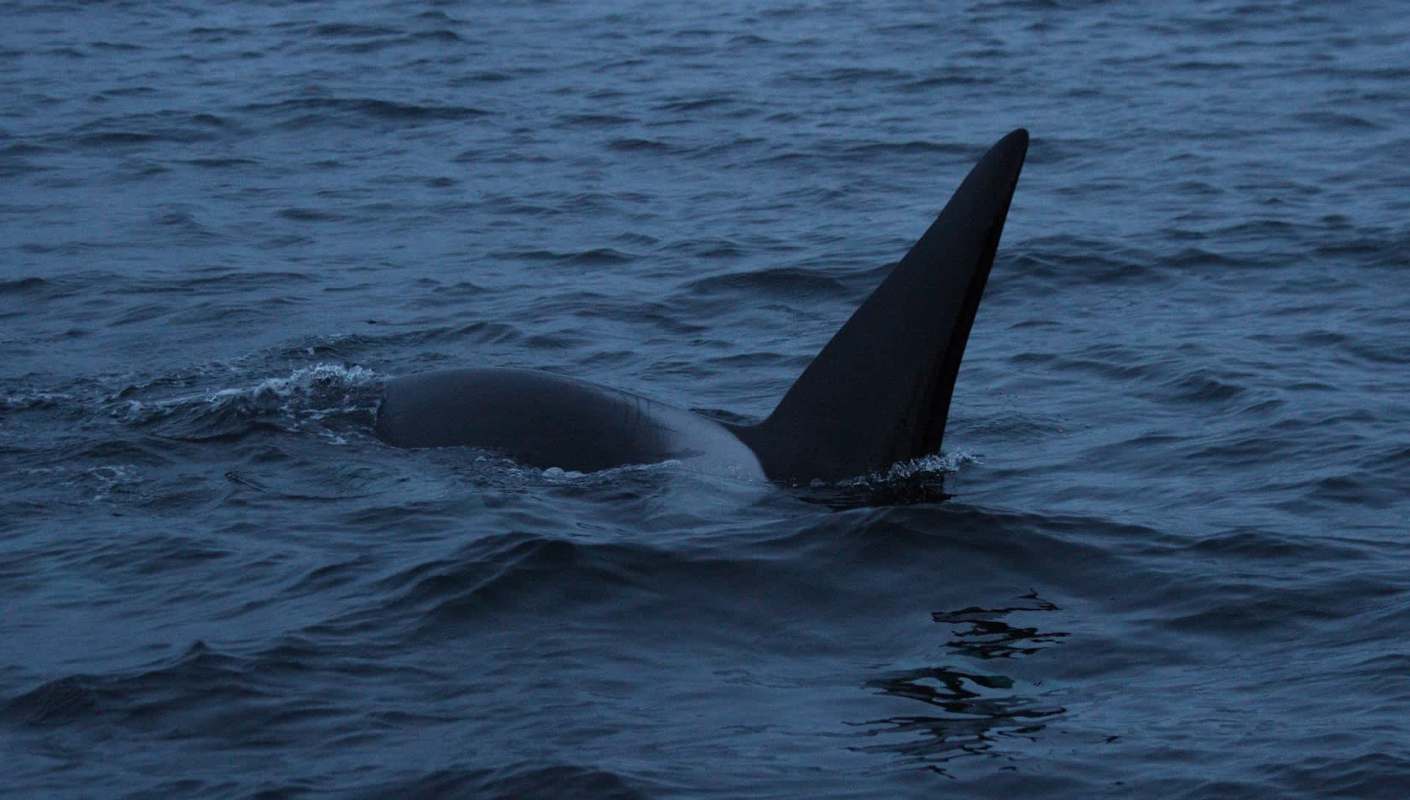 While public figures in recent years have claimed that wind turbines are killing whales, scientists maintain that there is no such evidence of any lethal threat to the animals.