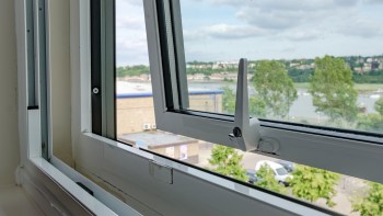 According to researchers, the pharaoh ant has managed to invade cities on every continent.