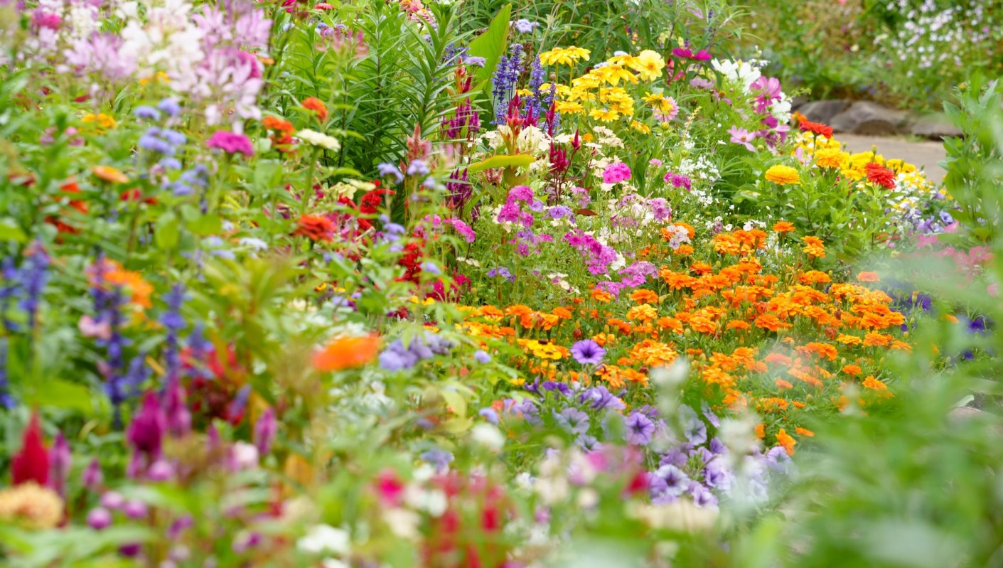 A Redditor shared a sweet photo of birds enjoying overgrown winter foliage in their yard.