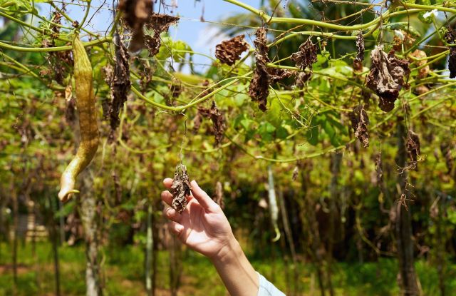 The Turkish Statistical Institute shared that fruit production in Turkey fell by 30% in 2025, with atypical weather being a significant factor.