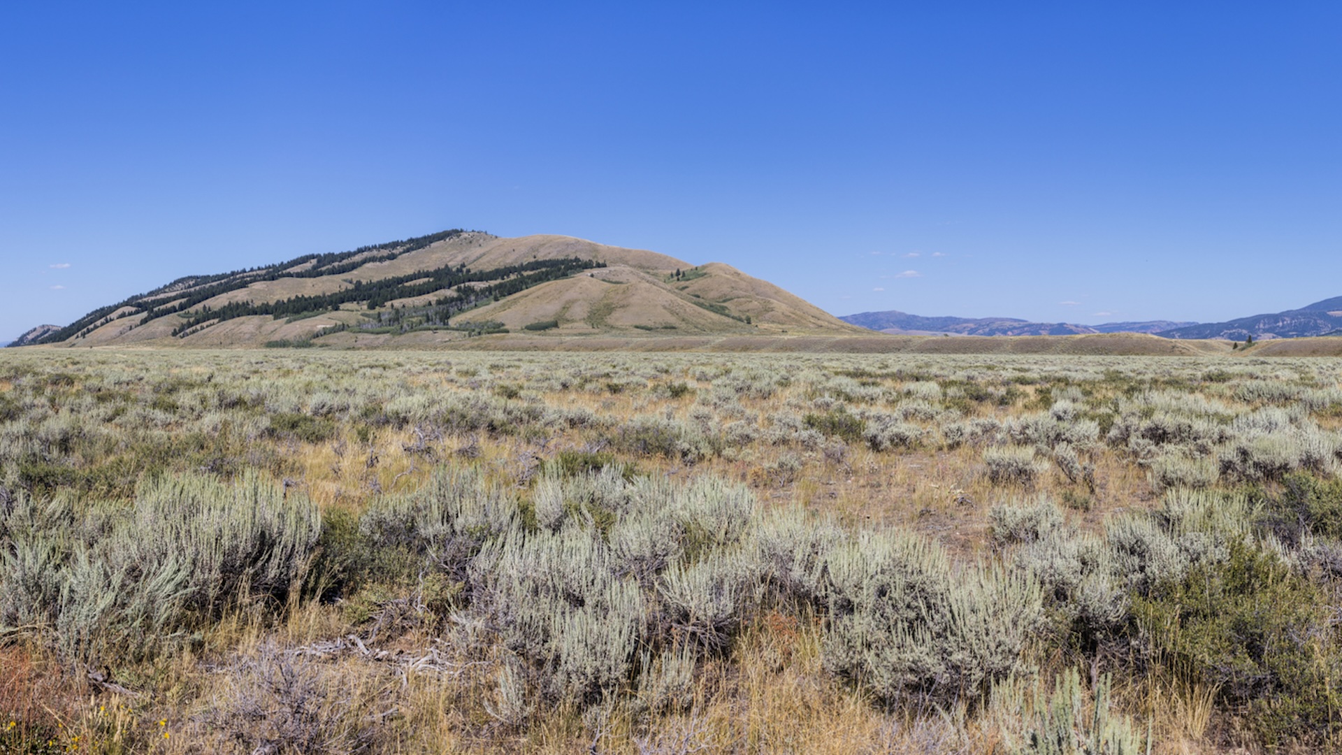 Rancher orchestrates incredible project to bring iconic predators back: 'It's more than just releasing'