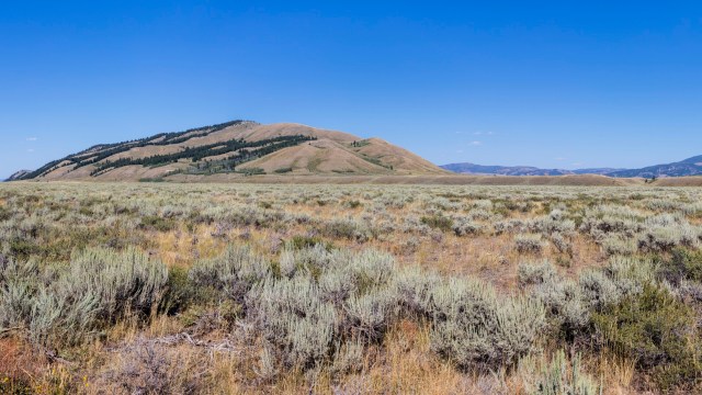 Wyoming rancher Doug Samuelson was camping in the African backcountry, surrounded by the sounds of wild animals, when he realized there was one animal he wasn't hearing — lions.