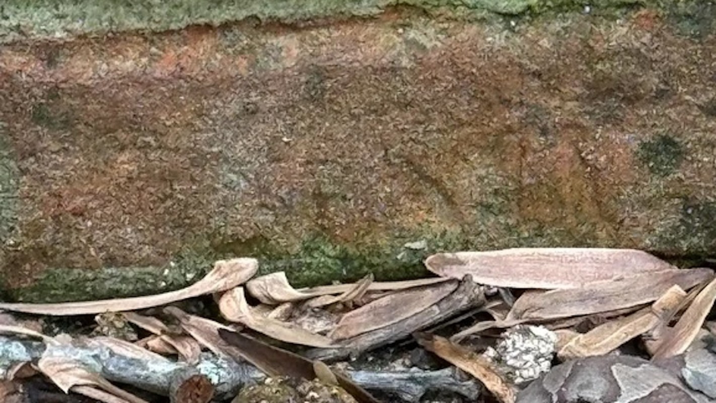 A Redditor came across a snake in their yard while leaf-blowing and shared a picture on the r/whatsthissnake subreddit, which identified it as an Eastern copperhead.