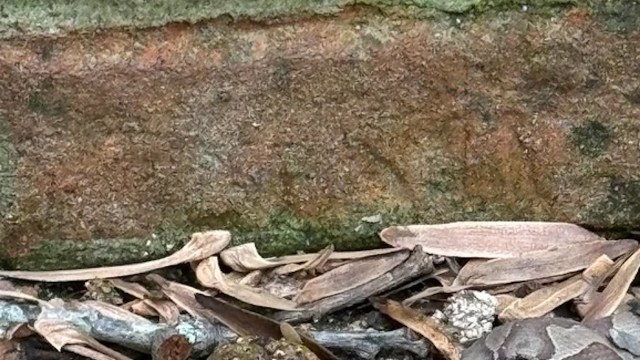 A Redditor came across a snake in their yard while leaf-blowing and shared a picture on the r/whatsthissnake subreddit, which identified it as an Eastern copperhead.