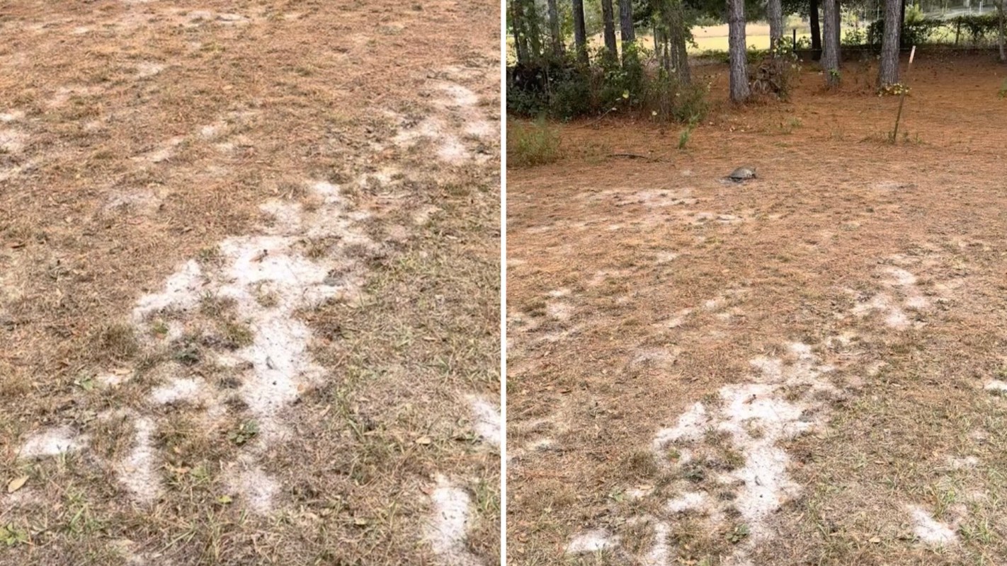 One homeowner shared on his TikTok page an unexpected visitor he received on his rewilded lawn — a yellow-bellied slider turtle.