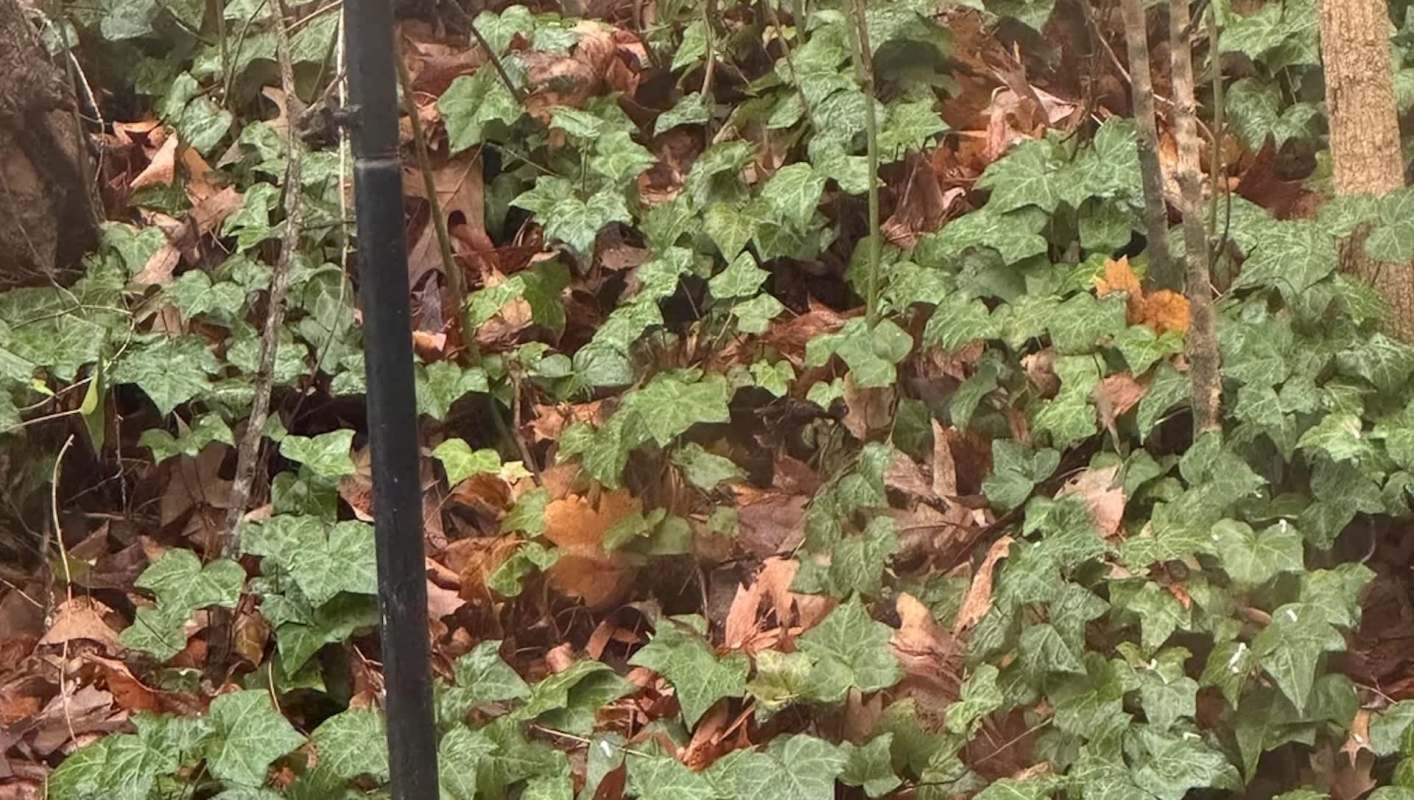 One Redditor was lucky enough to see a yellow cardinal in their backyard and took to the platform to share the experience.