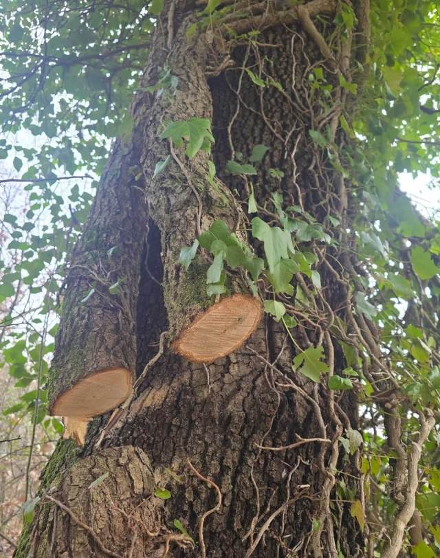 One Redditor discovered some particularly girthy ivy climbing the trees around their home and shared before-and-after photos.