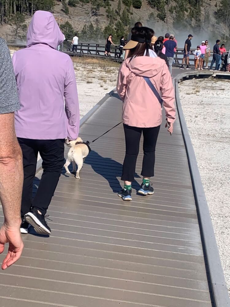 Photos were posted of tourists taking pictures on a protected tundra ecosystem in Rocky Mountain National Park.