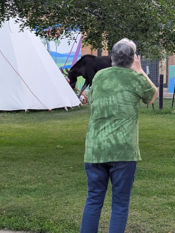 One visitor shared photos of several people at Yellowstone National Park approaching a young bull moose for a close-up.