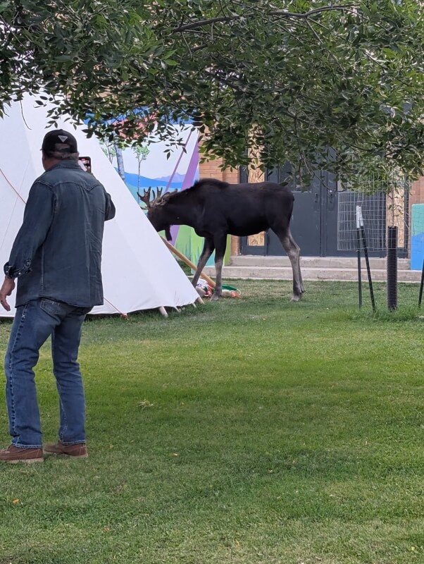 One visitor shared photos of several people at Yellowstone National Park approaching a young bull moose for a close-up.