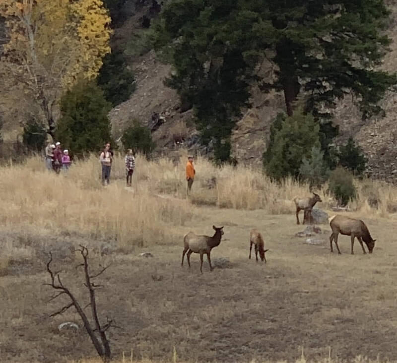 One Yellowstone visitor shared the photos in a post to the "Yellowstone National Park: Invasion of the Idiots" group on Facebook.