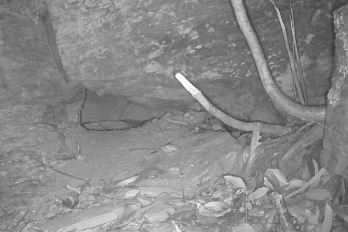 A trail camera recently picked up footage of a small Australian marsupial that no one had seen in over 80 years.
