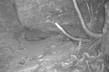 A trail camera recently picked up footage of a small Australian marsupial that no one had seen in over 80 years.