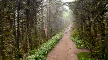 The Appalachian Trail is wildly popular among long-distance and day hikers alike, but high visitor numbers have led to increased vandalism and graffiti.