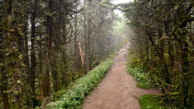 The Appalachian Trail is wildly popular among long-distance and day hikers alike, but high visitor numbers have led to increased vandalism and graffiti.