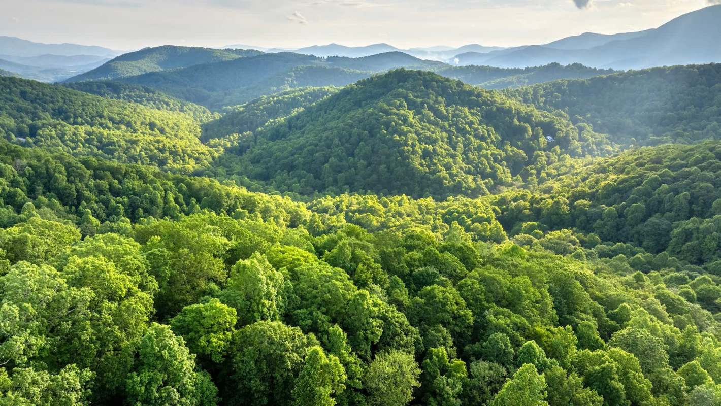 Forests of the U.S. are facing an invasive Asian jumping worm problem.