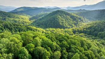 Forests of the U.S. are facing an invasive Asian jumping worm problem.