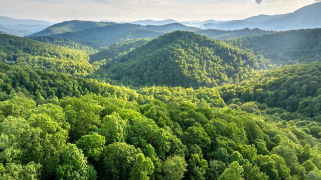 Forests of the U.S. are facing an invasive Asian jumping worm problem.