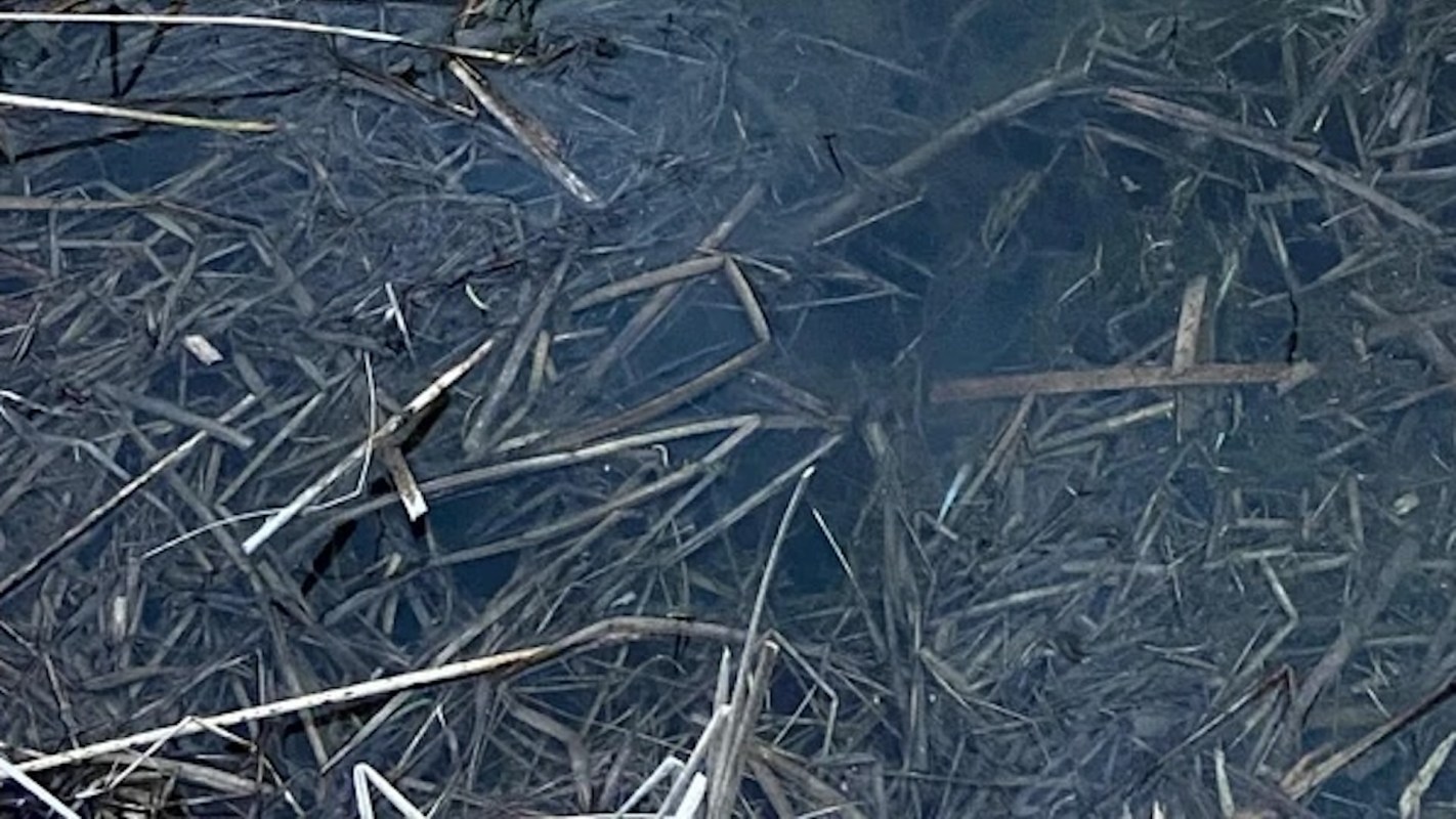 One Binghamton University student showcased an upsetting instance of littering in the school's nature preserve, prompting outcry from other students.