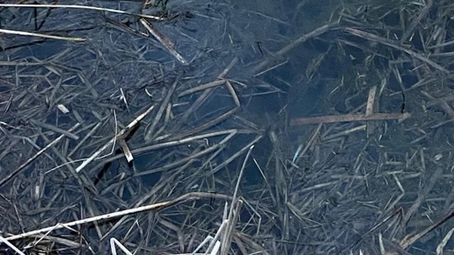 One Binghamton University student showcased an upsetting instance of littering in the school's nature preserve, prompting outcry from other students.