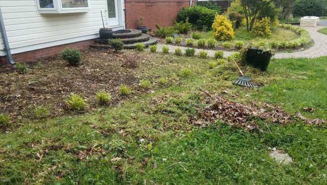 One homeowner got rid of their pesky Bradford pear trees for free, thanks to their city's public services department.