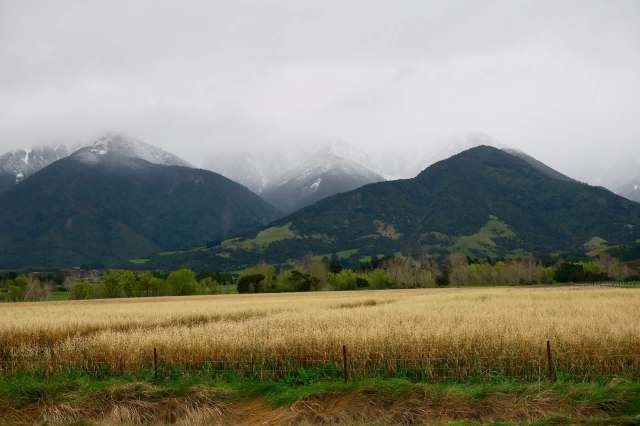 Farmers in New Zealand are grappling with the aftermath of a series of unusually destructive Canterbury hailstorms.