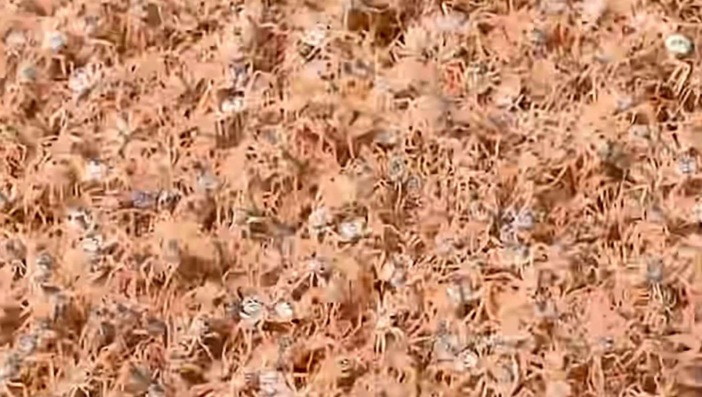 Red crabs on Christmas Island have enjoyed an explosion of wildlife it hasn't seen in years, according to ABC.