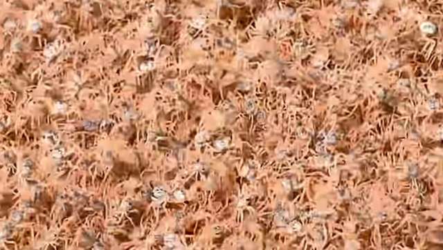 Red crabs on Christmas Island have enjoyed an explosion of wildlife it hasn't seen in years, according to ABC.