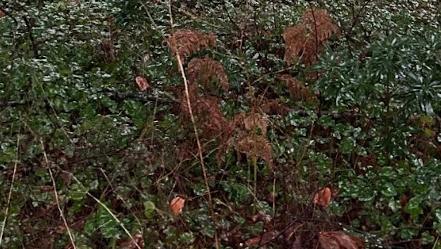 In an Instagram post, the British Columbia-based Invasive Species Guy shared photos of his massive English Ivy removal project.