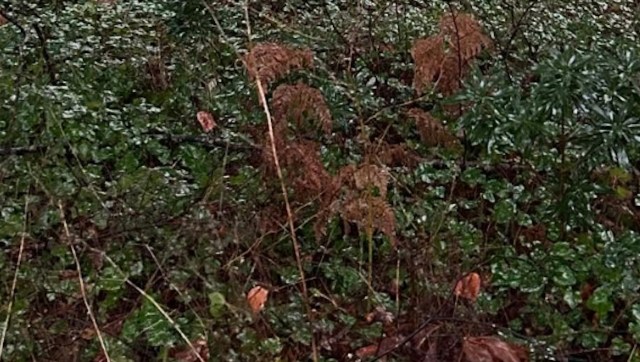 In an Instagram post, the British Columbia-based Invasive Species Guy shared photos of his massive English Ivy removal project.