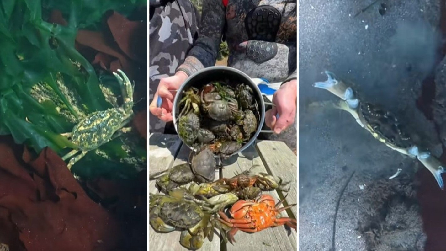 One TikTok diver showed how catching and eating European green crabs helps curb the invasive species' population.