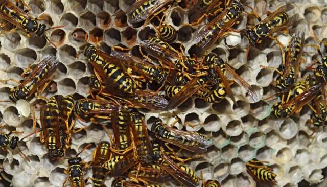 An enormous 40-litre nest of European wasps was found in bushland in Albany, Western Australia.