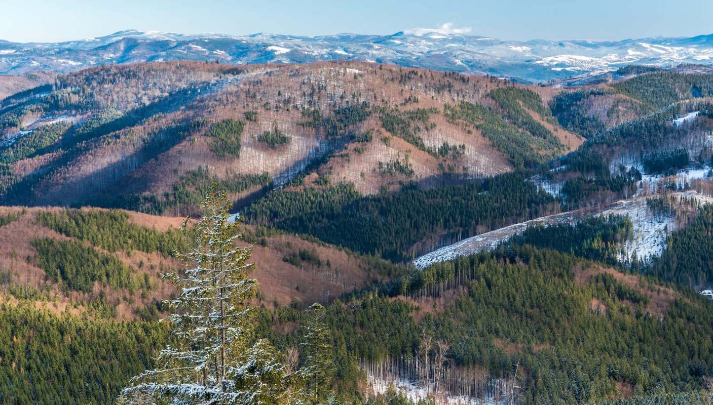 Rare pictures of the European wildcat, also known as the ghost cat, show that the species is not eradicated.