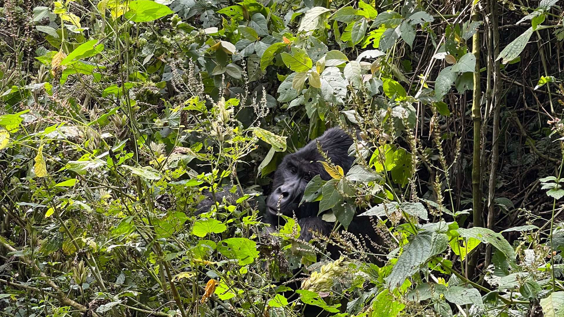 Experts observe exceptionally rare event while studying elusive creatures: 'This is encouraging'