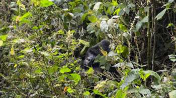 Two incredibly rare mountain gorilla twins were born in the Virunga National Park, offering a hopeful sign for the endangered species.