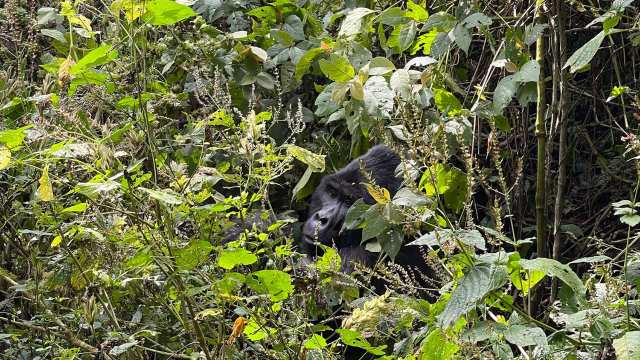 Two incredibly rare mountain gorilla twins were born in the Virunga National Park, offering a hopeful sign for the endangered species.
